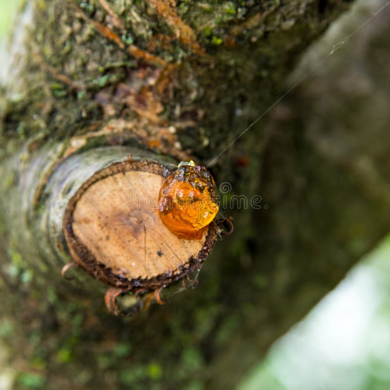 Cut Cherry Branch with Yellow Resin, Closeup, Copy Space Stock Image