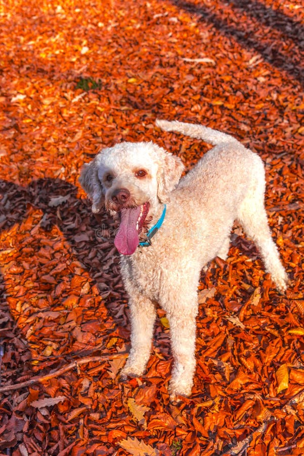 Cut dog stock photo. Image of park, breed, animal, white 186148794