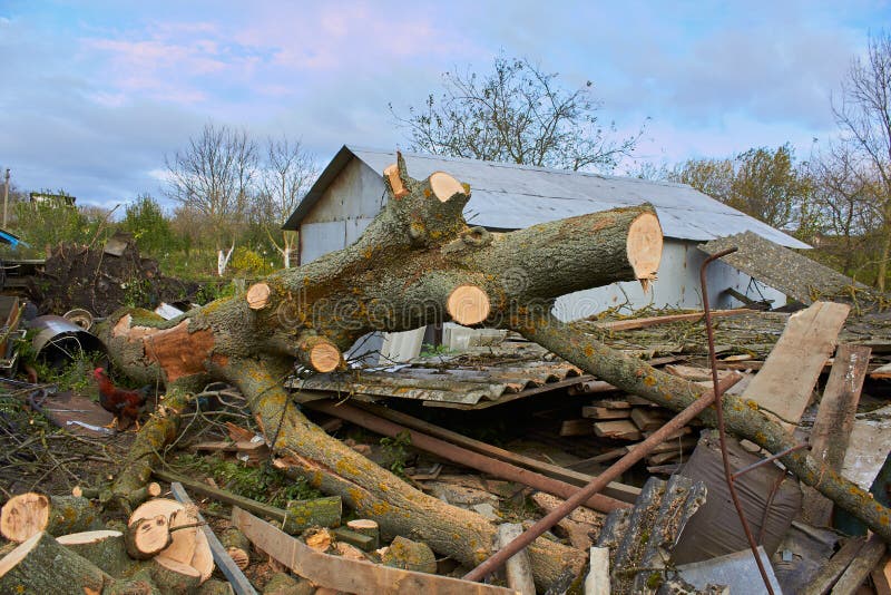 Trees felled after a hurricane,cut down a fallen tree after a storm