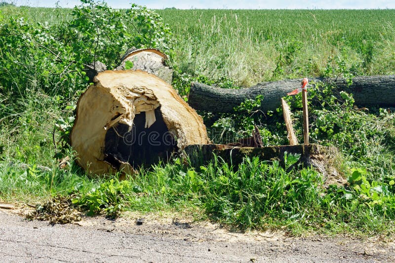 Cut Down Trees Near the Road, Cutting Down Trees on the Sides of the
