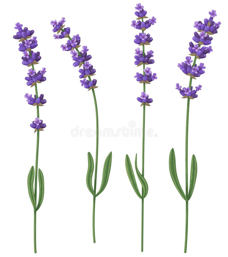 Cut Fragrant Lavender Flowers Stock Vector Illustration of floristic