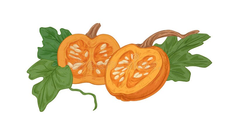 Cut halves of ripe fall pumpkin with orange flesh and seeds. Round squash with leaves composition. Realistic autumn