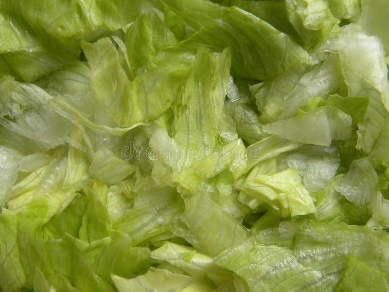 Chopped Iceberg lettuce stock photo. Image of herb, appetizer 174315956