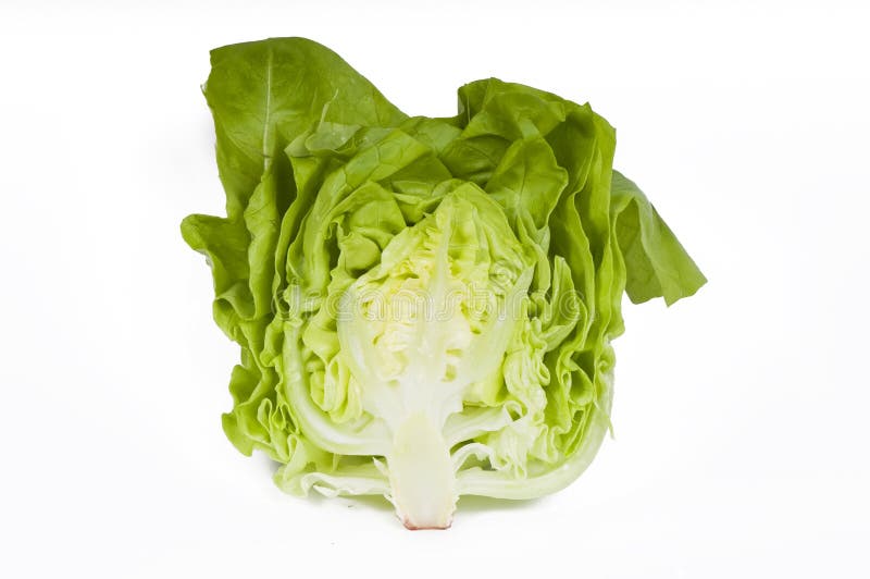 Cut lettuce stock photo. Image of dieting, half, isolated 8699706