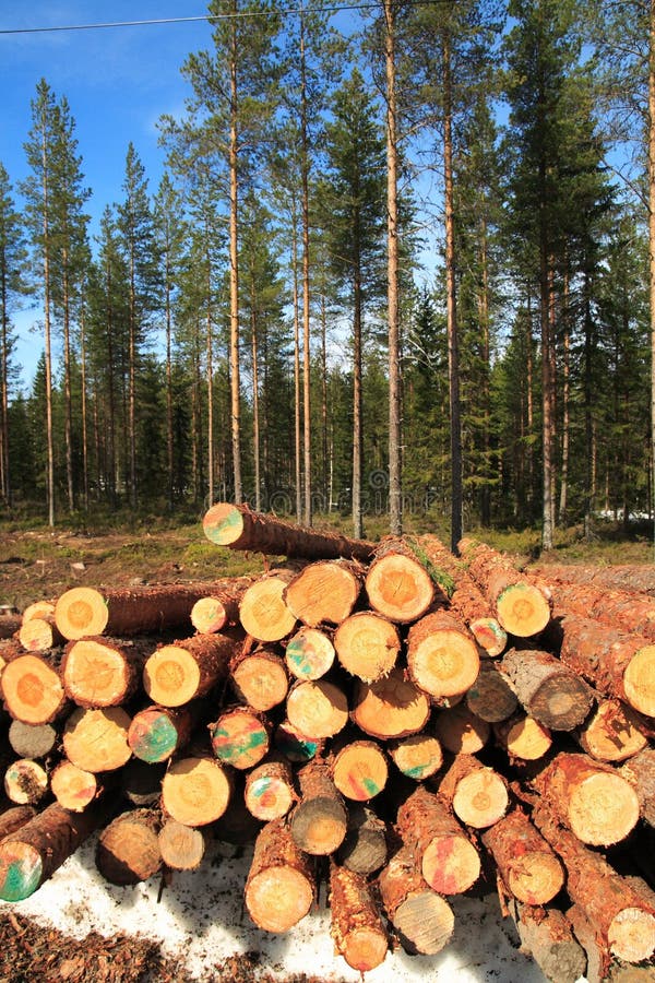 Cut logs at the edge of the forest