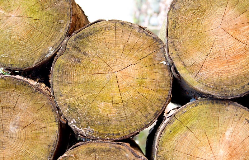 Cut logs on pile