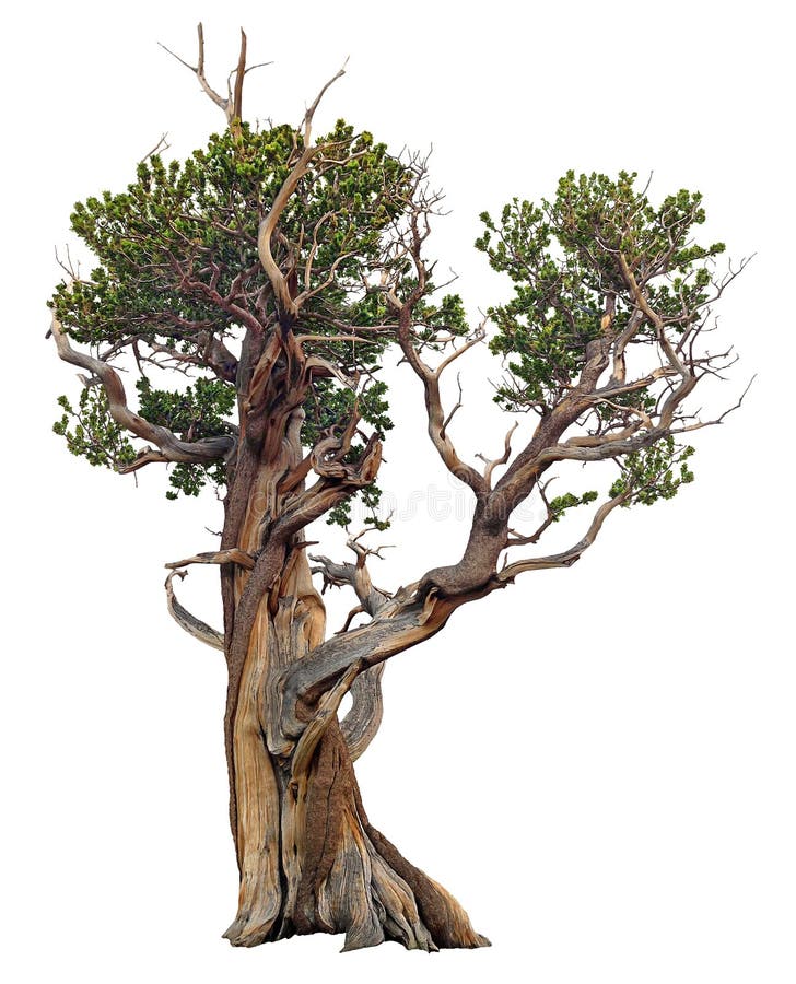 Cut out Bristlecone Pine with twisted trunk