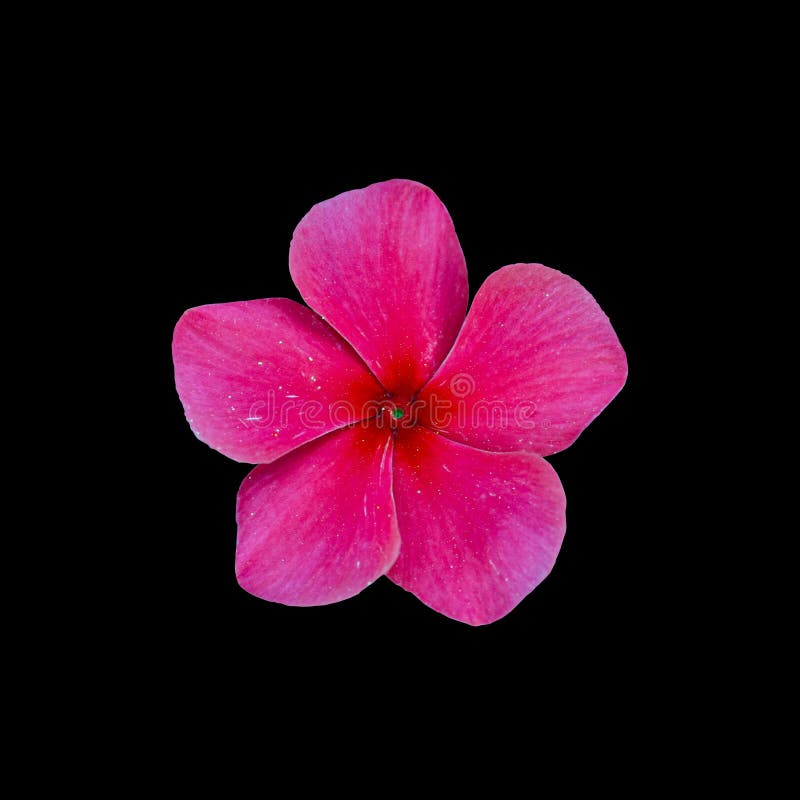 Cut Out Flower on Isolated Background Stock Photo - Image of macro, nature:  227558630