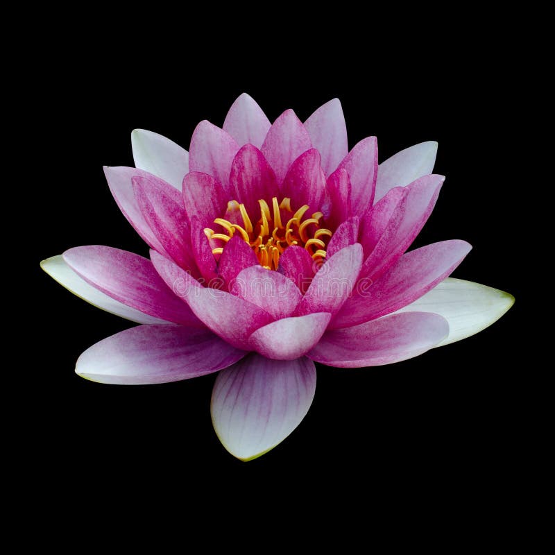 111 Lotus Png Stock Photos - Free & Royalty-Free Stock Photos from  Dreamstime