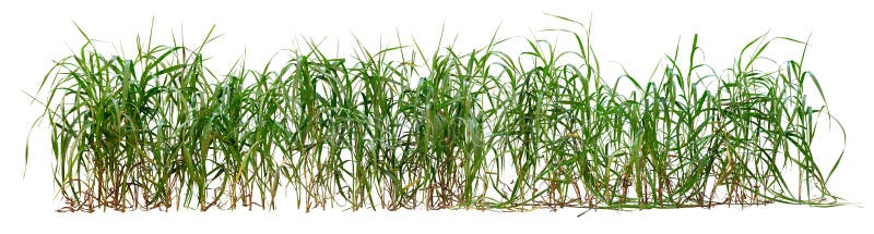 737 Grass Png Stock Photos - Free & Royalty-Free Stock Photos from  Dreamstime