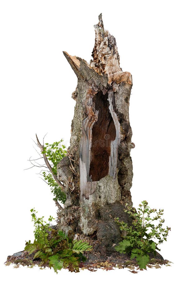Cut out hollow tree stump. Ancient tree