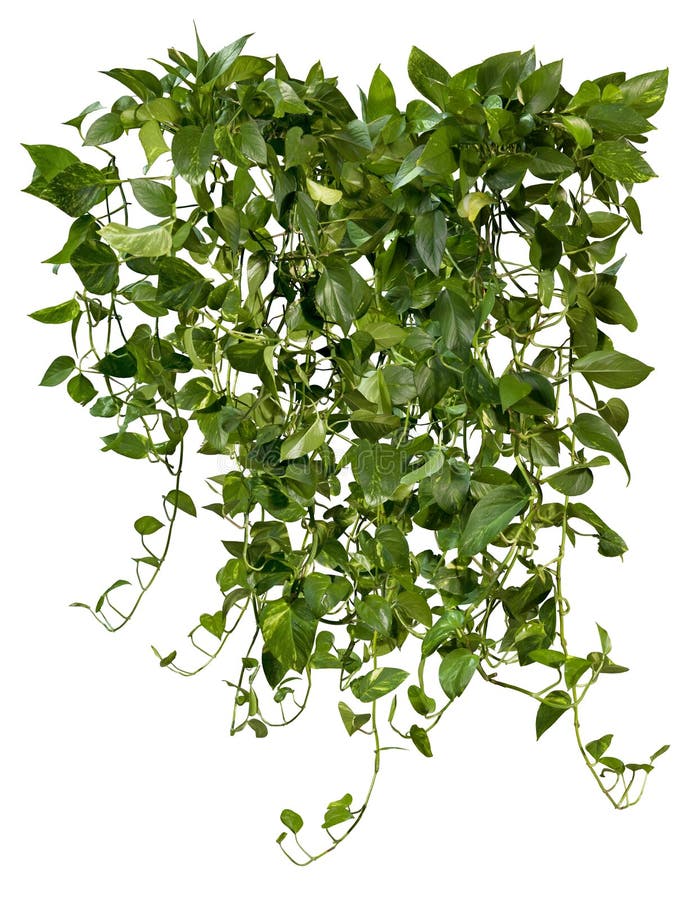 Cut out ivy plant. Tropical vegetation