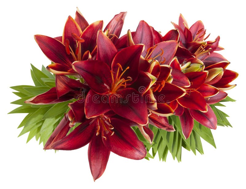 495 Flower Png Photos Free Royalty Free Stock Photos From Dreamstime 495 flower png photos free royalty