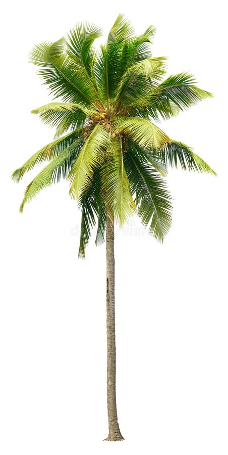 Coconut Tree Png Stock Photos - Free & Royalty-Free Stock Photos from  Dreamstime