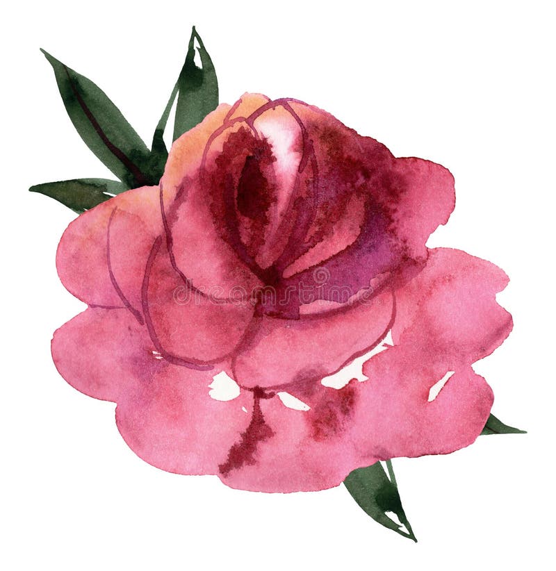 Cut Out of a Peonies. Watercolor Floral Illustration Stock Illustration ...