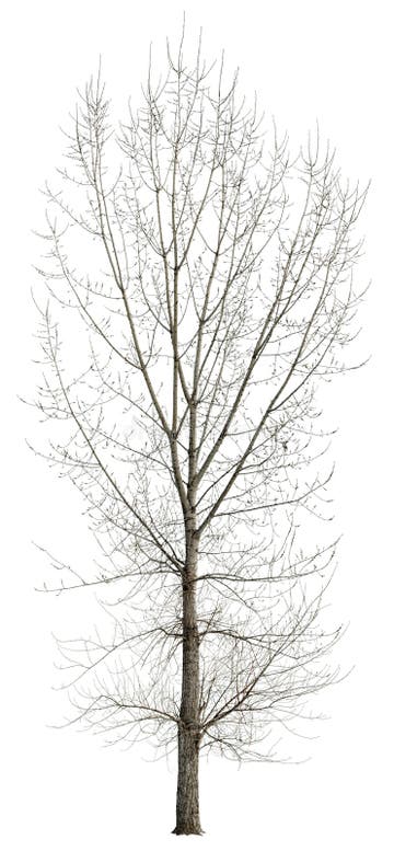 1,864 Silhouette Birch Tree Winter Stock Photos - Free & Royalty-Free ...