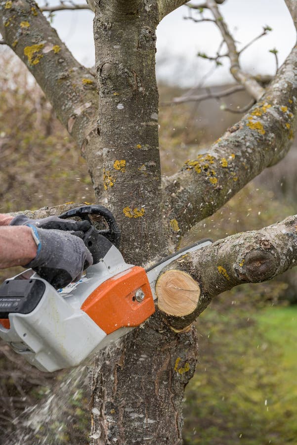 Gardener cuts out with power saw fruit tree - close-up. Gardener cuts out with power saw fruit tree - close-up