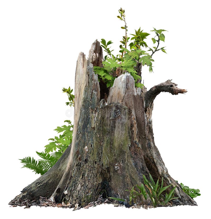 Free Cut Out Tree Stump. Broken Tree With Green Foliage Royalty Free Stock Photo - 160380925