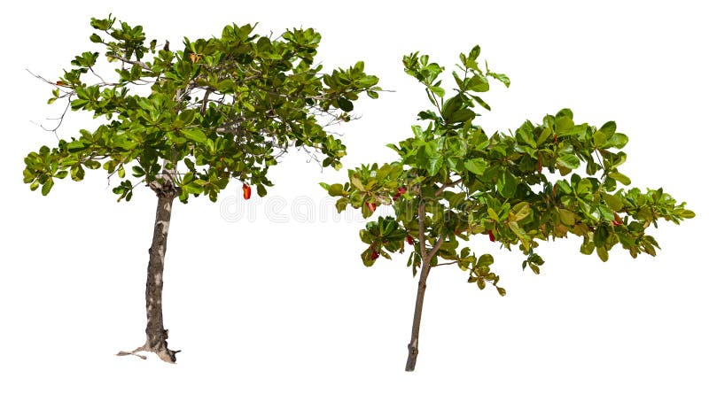 Cut out tropical bush. Exotic plant