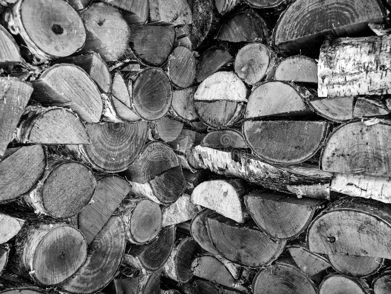 Birch - black and white wall stock image
