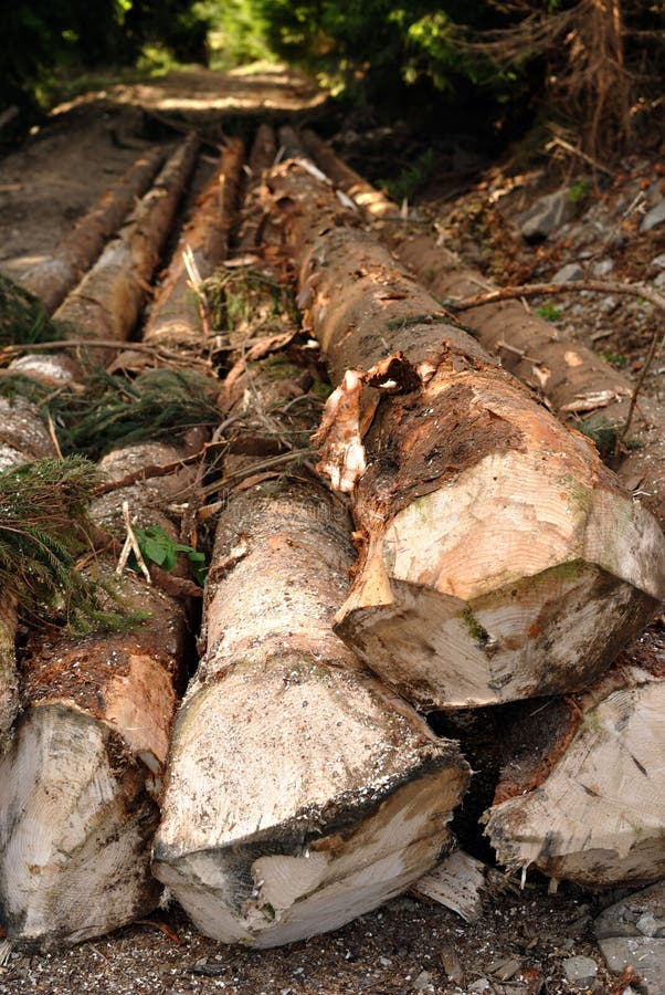 Cut pine logs in forest stock photos