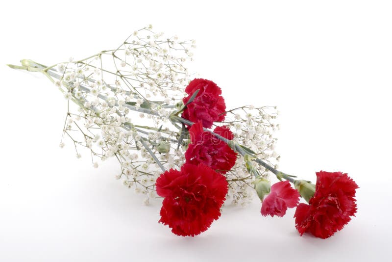 2,738 Babys Breath Photos Free & RoyaltyFree Stock Photos from