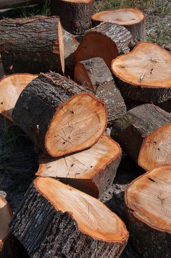 Cut tree trunk stock photo. Image of green, natural, trunk 21919764