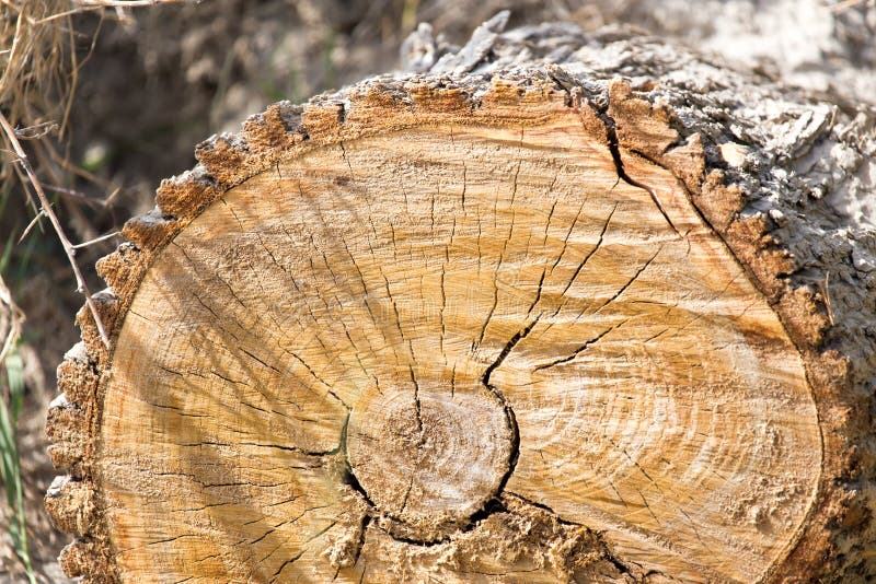 Cut the tree crown stock photo. Image of objects, pattern 104181772