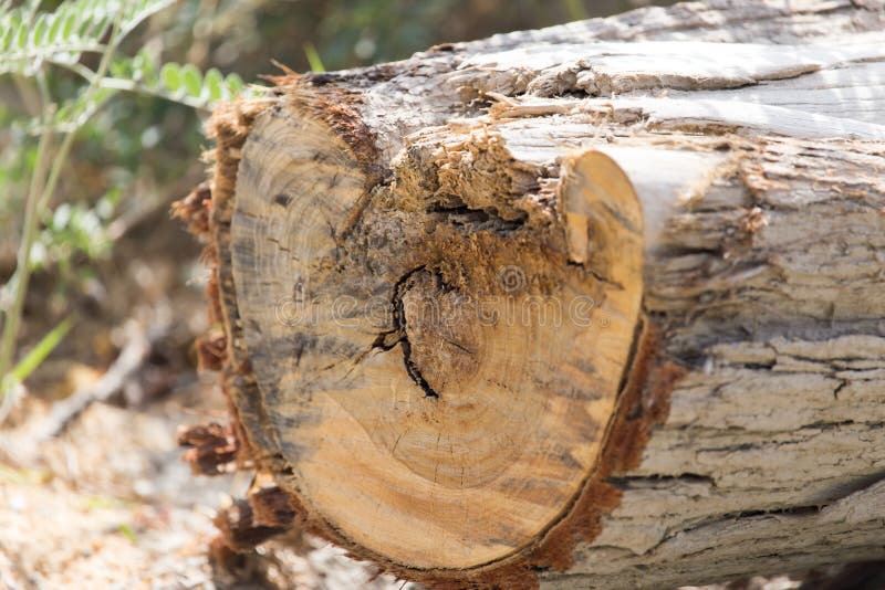 Cut the tree crown stock photo. Image of crown, broken 109464318