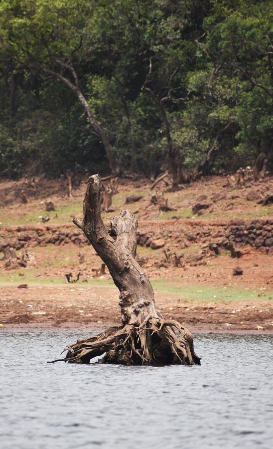 A Cut Tree with Roots in the Lake Stock Image Image of tree, roots