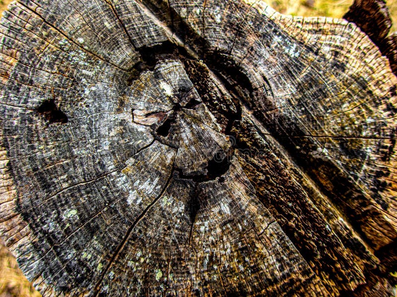 Cut tree trunk to see the texture of the wood royalty free stock image Cut tree trunk to see the texture of the wood royalty free stock image