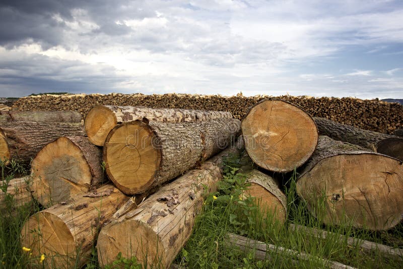 Cut tree trunks lying on ground