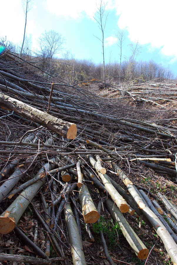 Cut trees in a forest royalty free stock photography