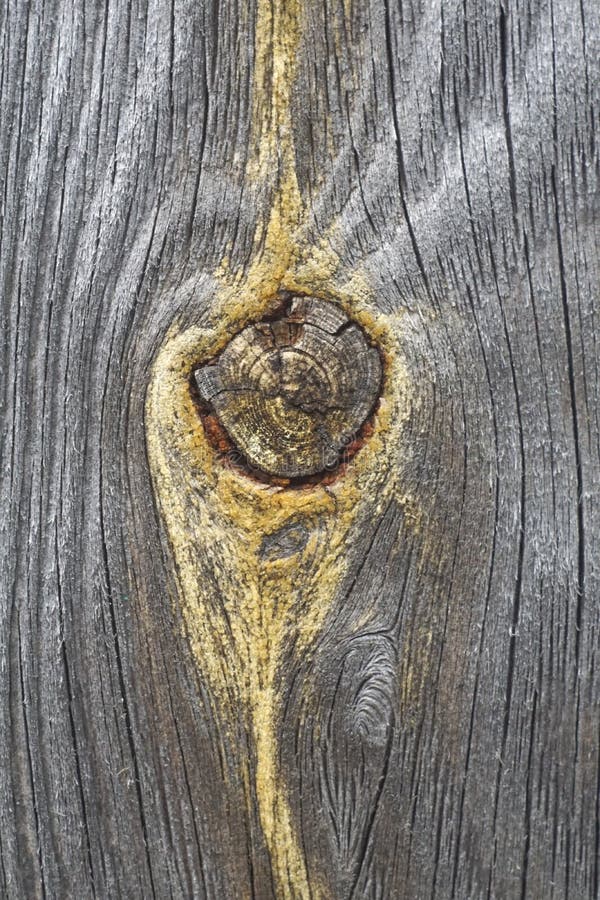 Cut Wood Knot Wooden Board with a Cut Knot Stock Image Image of