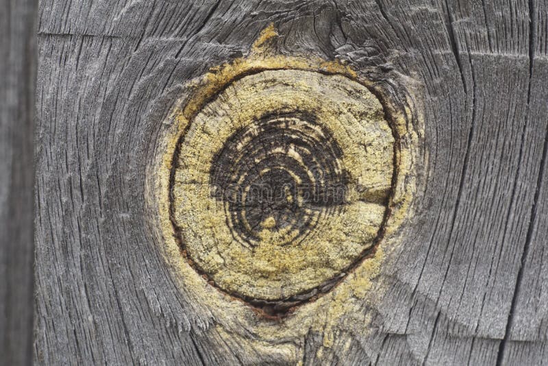 Cut Wood Knot Wooden Board with a Cut Knot Stock Image Image of