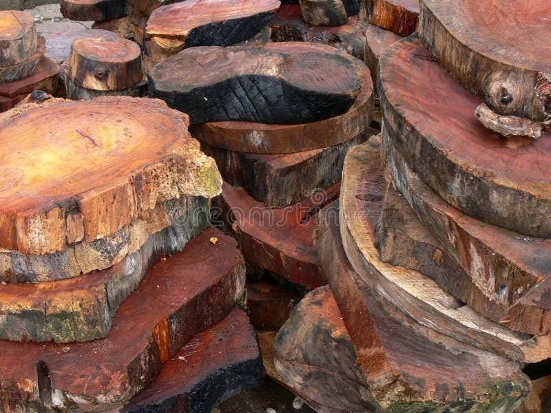 Cut wood rounds stock image. Image of natural, stacks, fresh 723029