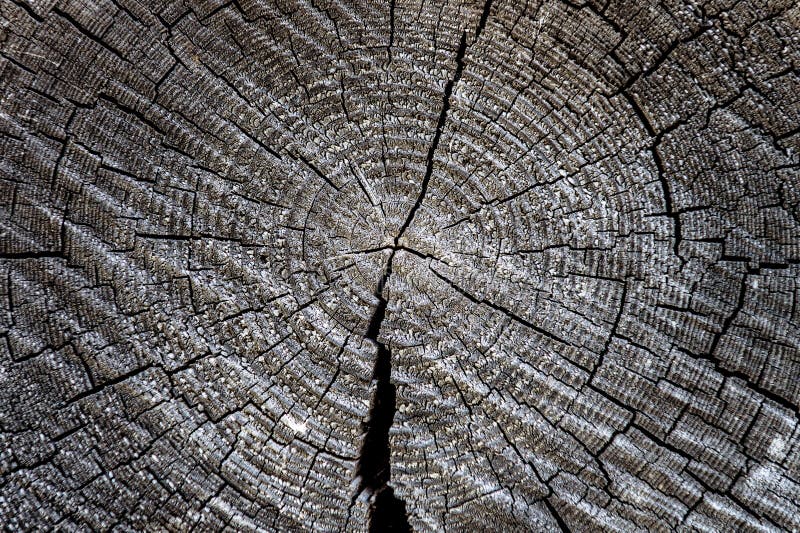 Cut Wood Texture. Rough Organic Tree Rings with Close Up of End Grain ...