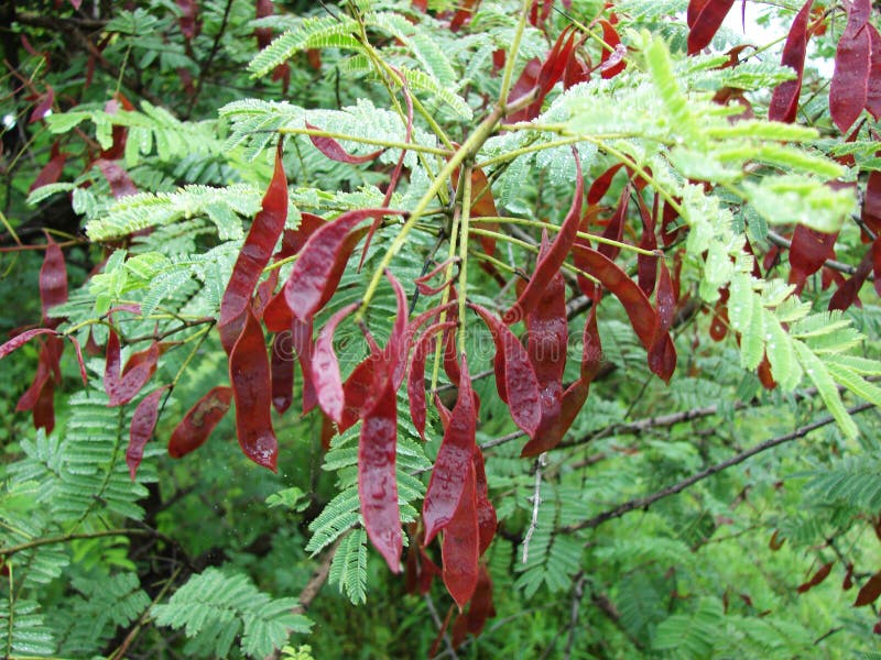 Acacia Catechu Photos - Free & Royalty-Free Stock Photos from Dreamstime