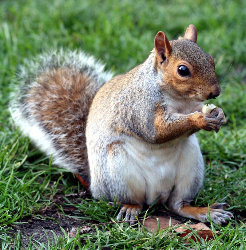 Cute ! stock image. Image of lovable, mammal, park, squirrel - 280953