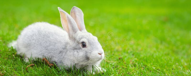 Cute ad,bläckkanin som sitter på gröngräs på bakgården Liten, söt bunt som går med ängen i grönträdgården på royaltyfria foton Cute ad,bläckkanin som sitter på gröngräs på bakgården Liten, söt bunt som går med ängen i grönträdgården på royaltyfria foton