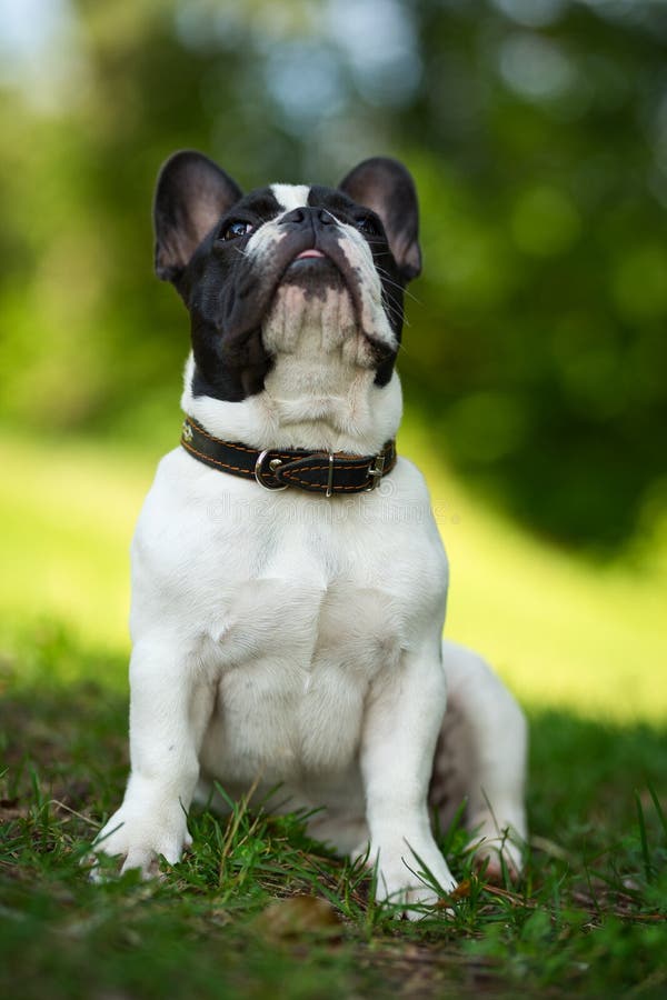 Cute Adorable Black and White French Bulldog Puppy in the Grass Stock ...