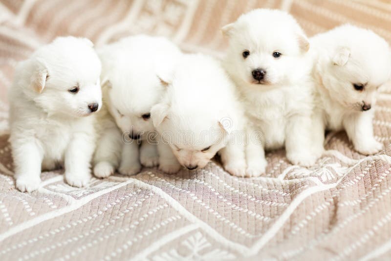 Cute Adorable Fluffy White Spitz Dog Puppies Stock Image - Image of adorable,  background: 179981663