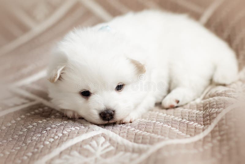 Cute adorable fluffy white spitz dog puppy