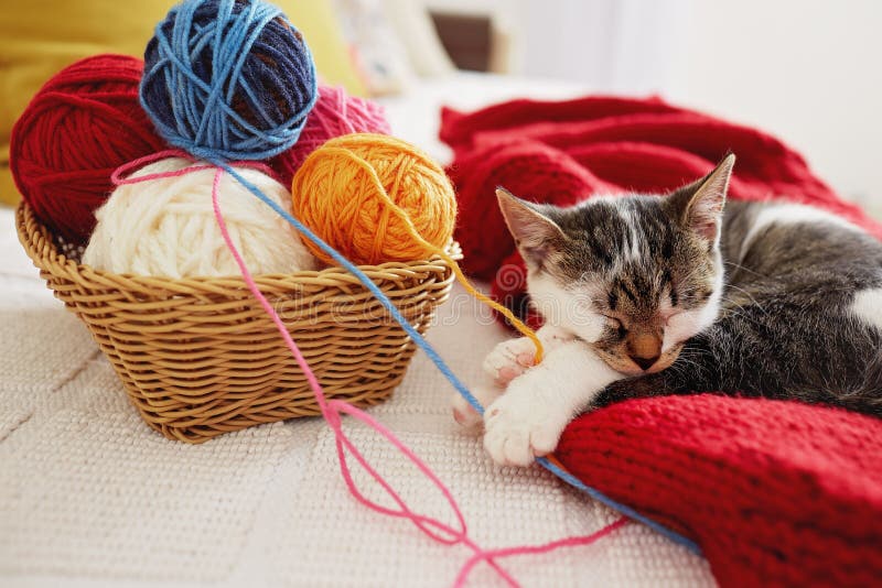 A cute adorable kitten sleeps on a sofa royalty free stock images