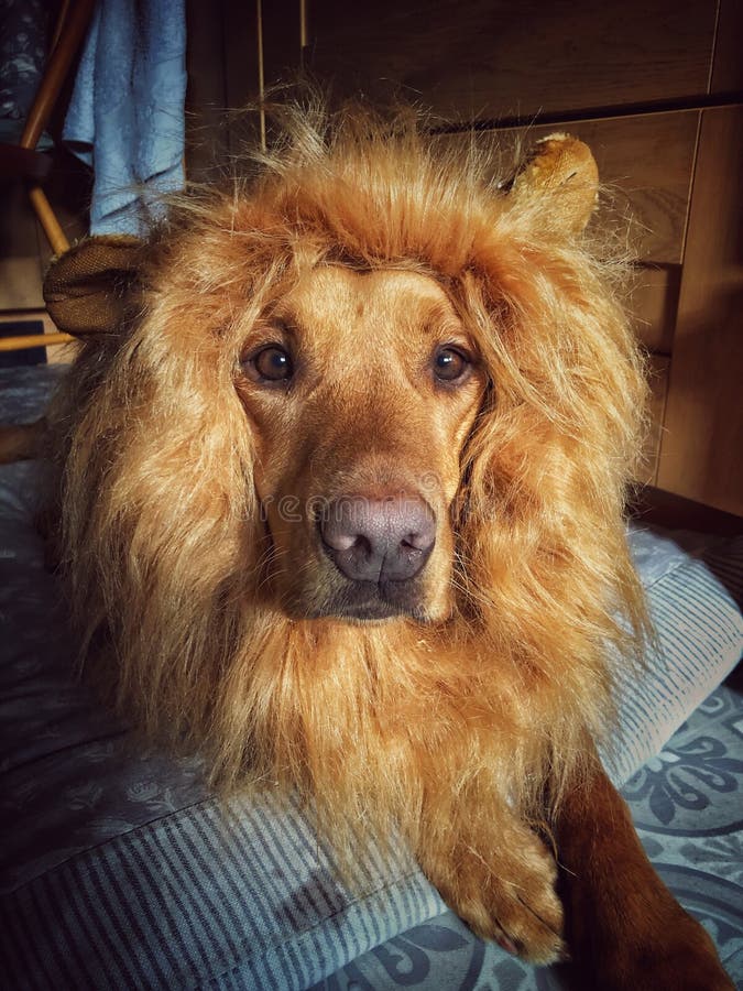 Funny Pet Image of a Labrador Dog Wearing a Lions Mane Costume Stock Photo  - Image of halloween, silly: 207727148