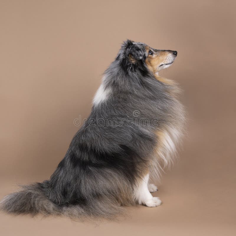 3,920 Lassie Stock Photos - Free & Royalty-Free Stock Photos from Dreamstime