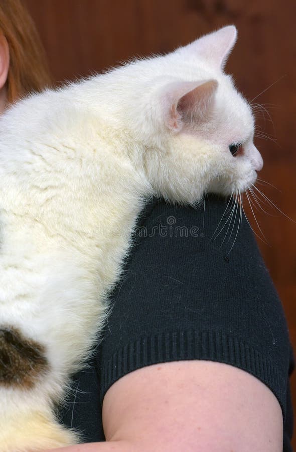 Cute Affectionate White with Black Cat Stock Photo Image of eyes