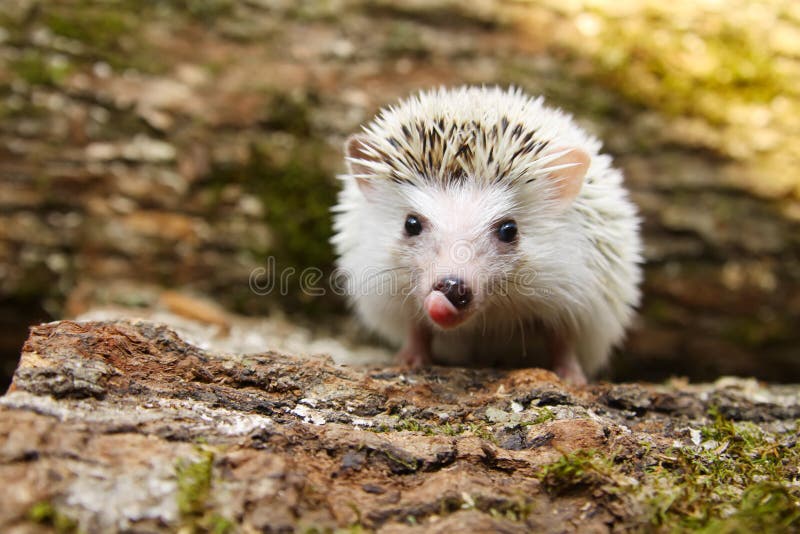 African pygmy hedgehog