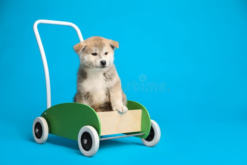 2,833 Dog Cart Stock Photos - Free & Royalty-Free Stock Photos from  Dreamstime