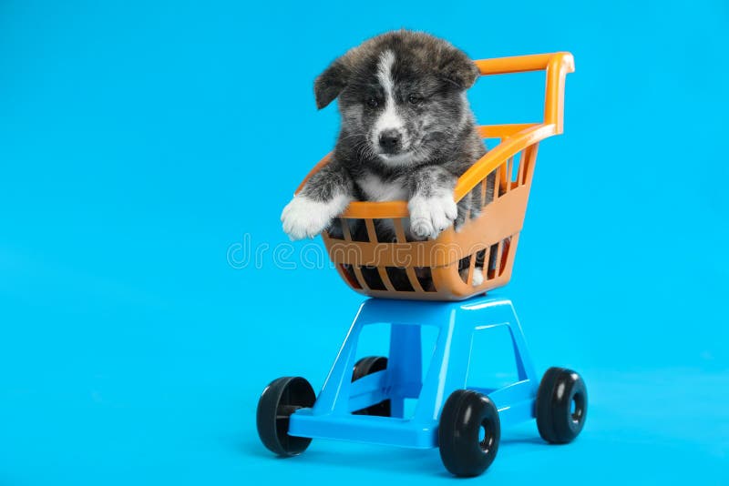 Cute Akita inu szczeniak w koszyku zabawek na niebieskim tle Piękny pies obraz royalty free Cute Akita inu szczeniak w koszyku zabawek na niebieskim tle Piękny pies obraz royalty free